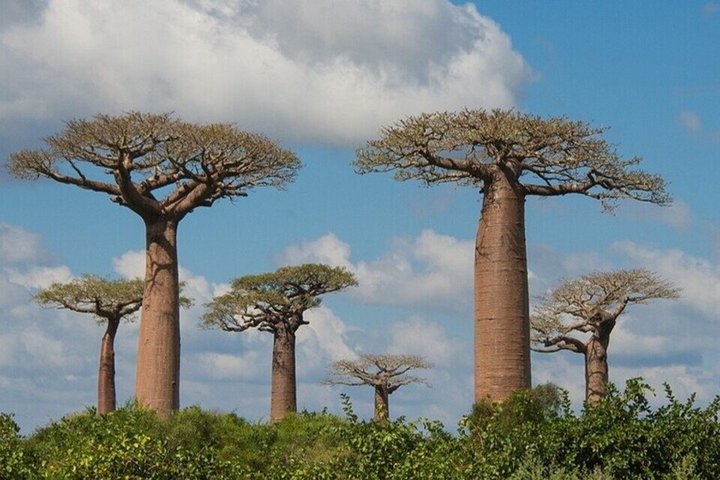 Madagascar One Day Tour Morondava