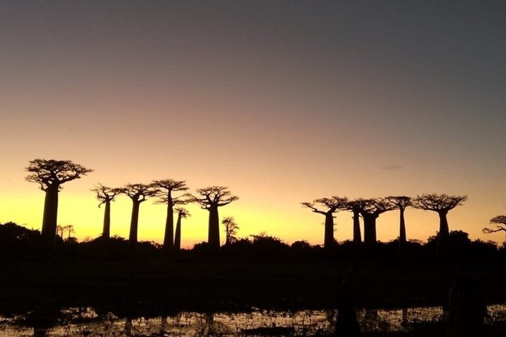 Madagascar One Day Tour Morondava