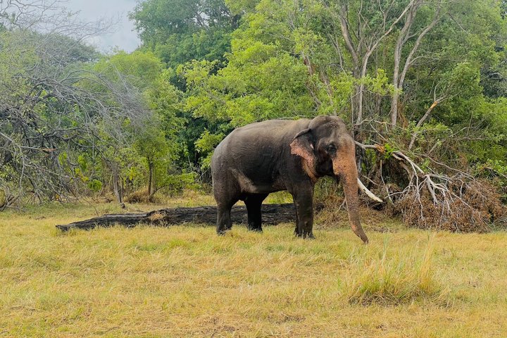 Minneriya National Park Half day Private Jeep Safari