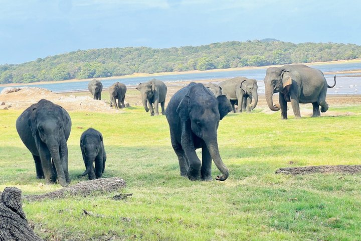 Minneriya National Park Half day Private Jeep Safari