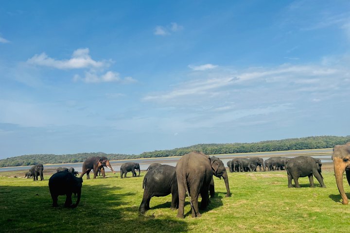 Minneriya National Park Half day Private Jeep Safari