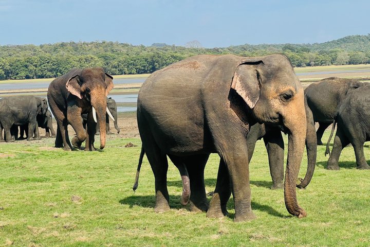 Minneriya National Park Half day Private Jeep Safari