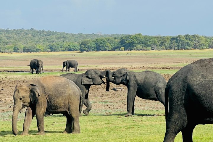 Minneriya National Park Half day Private Jeep Safari