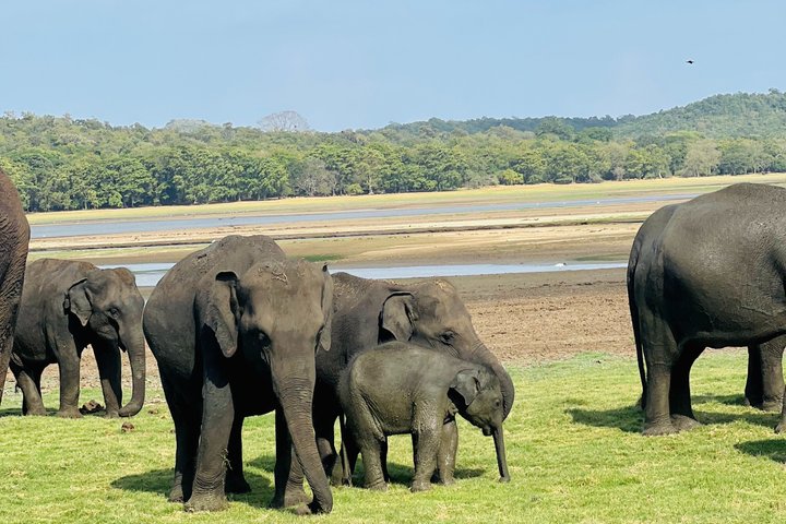 Minneriya National Park Half day Private Jeep Safari