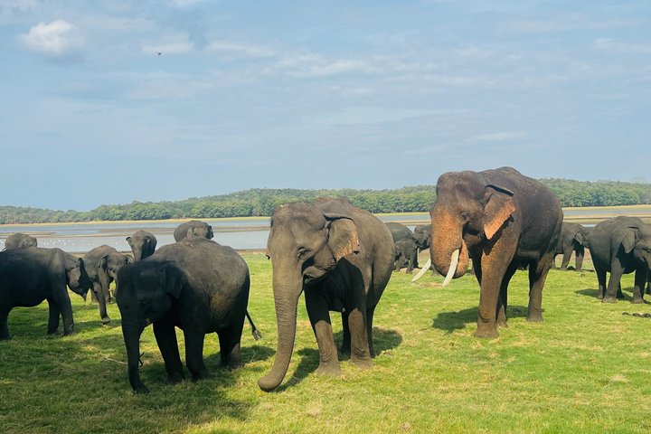 Minneriya National Park Half day Private Jeep Safari