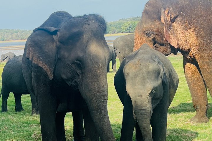 Minneriya National Park Half day Private Jeep Safari