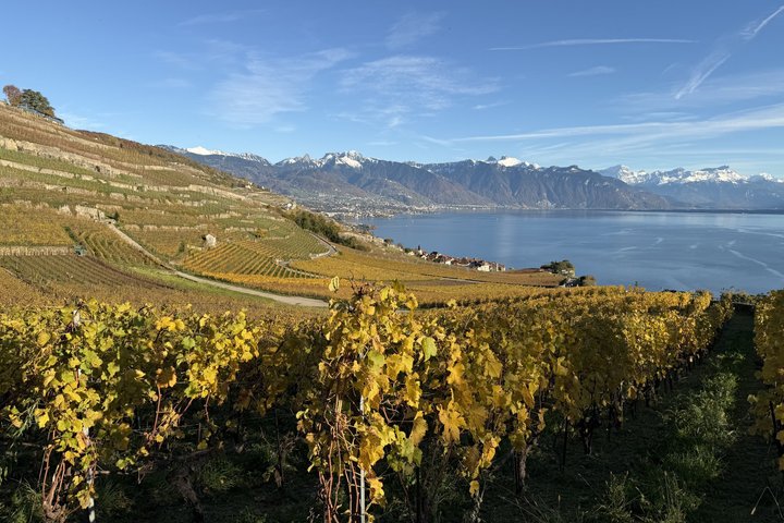 Private Lavaux Vineyard Tour with Wine Tasting and Scenic Views