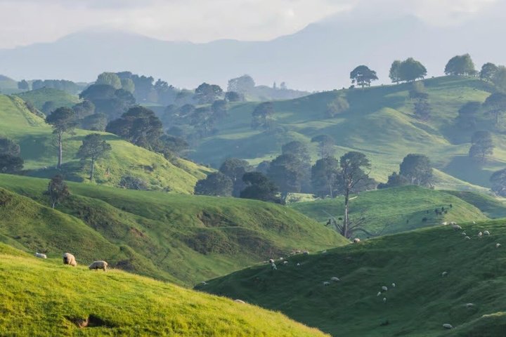 From Hamilton Hobbiton Waitomo Caves Small Group Tour