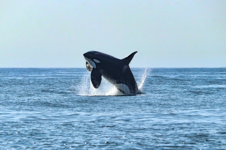 Small Group Dolphin and Wildlife Watching Tour in Faro