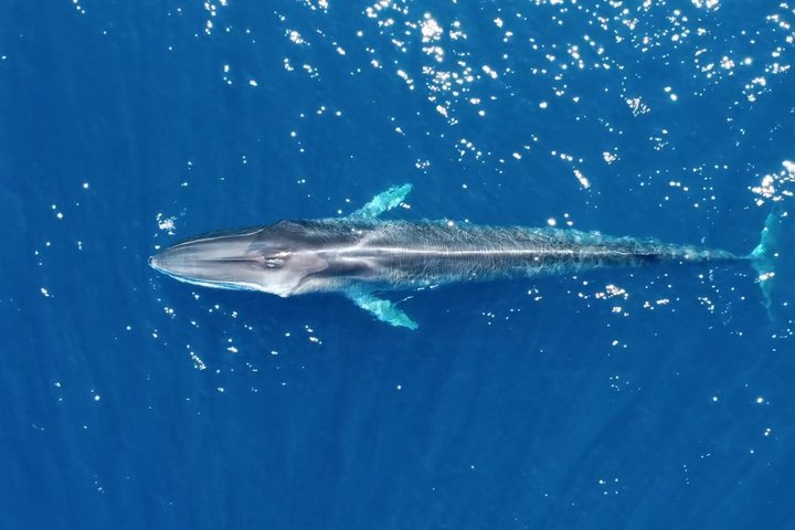 Small Group Dolphin and Wildlife Watching Tour in Faro