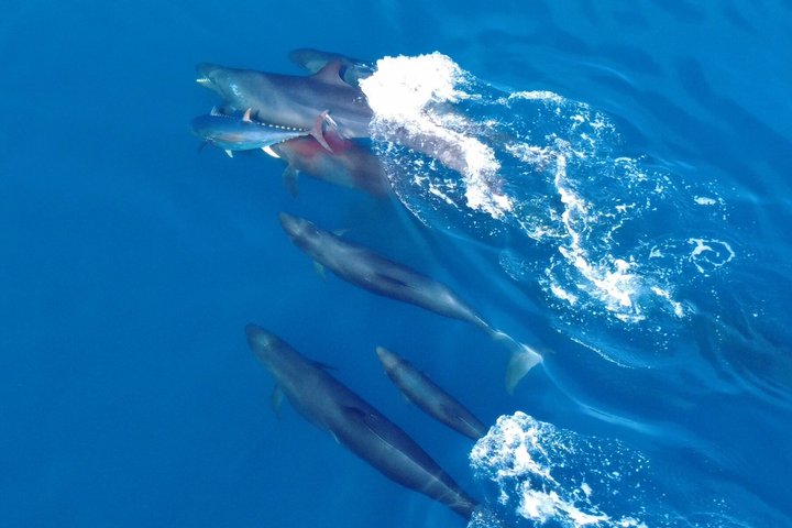 Small Group Dolphin and Wildlife Watching Tour in Faro