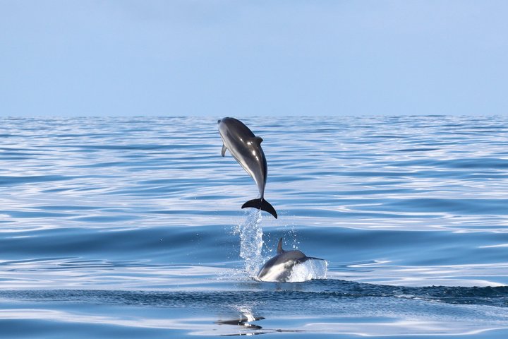 Small Group Dolphin and Wildlife Watching Tour in Faro