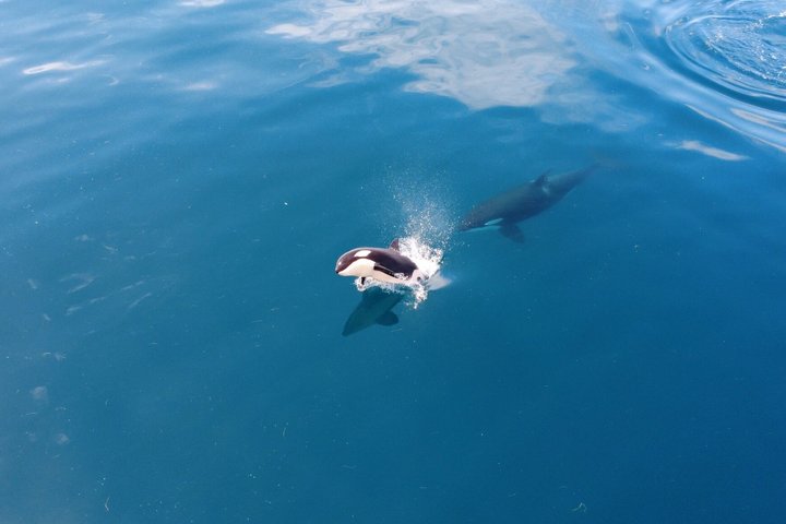 Small Group Dolphin and Wildlife Watching Tour in Faro