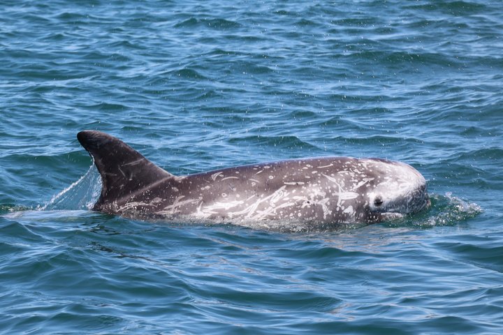 Small Group Dolphin and Wildlife Watching Tour in Faro