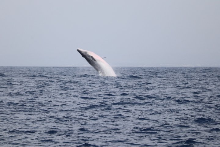 Small Group Dolphin and Wildlife Watching Tour in Faro