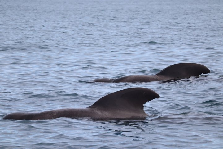 Small Group Dolphin and Wildlife Watching Tour in Faro