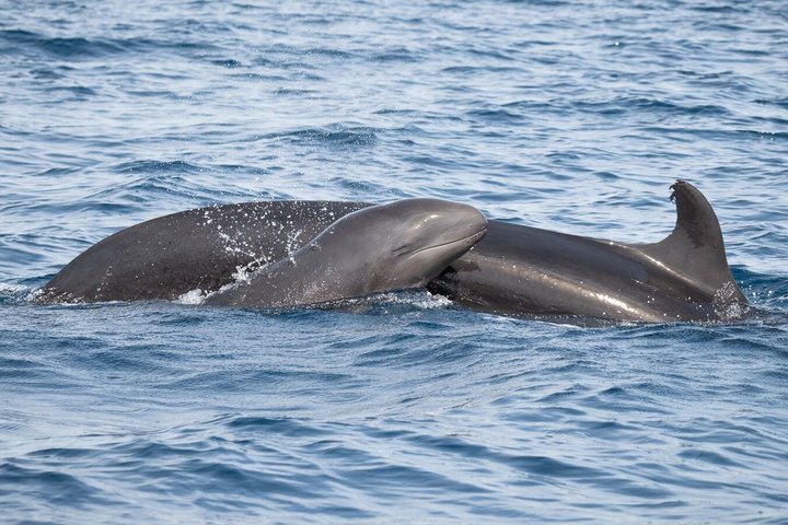 Small Group Dolphin and Wildlife Watching Tour in Faro