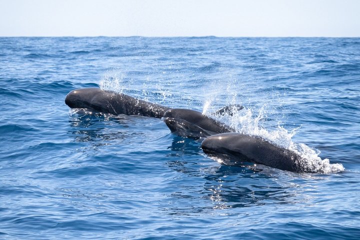 Small Group Dolphin and Wildlife Watching Tour in Faro