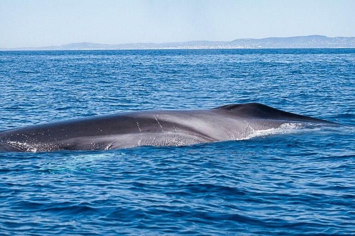 Small Group Dolphin and Wildlife Watching Tour in Faro