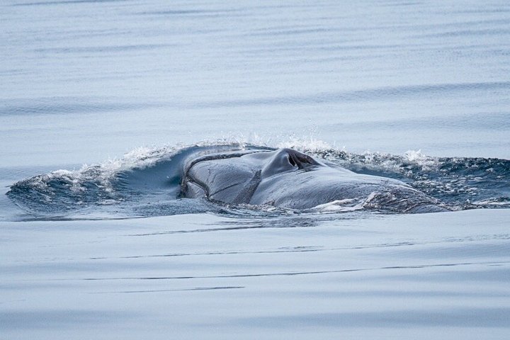 Small Group Dolphin and Wildlife Watching Tour in Faro