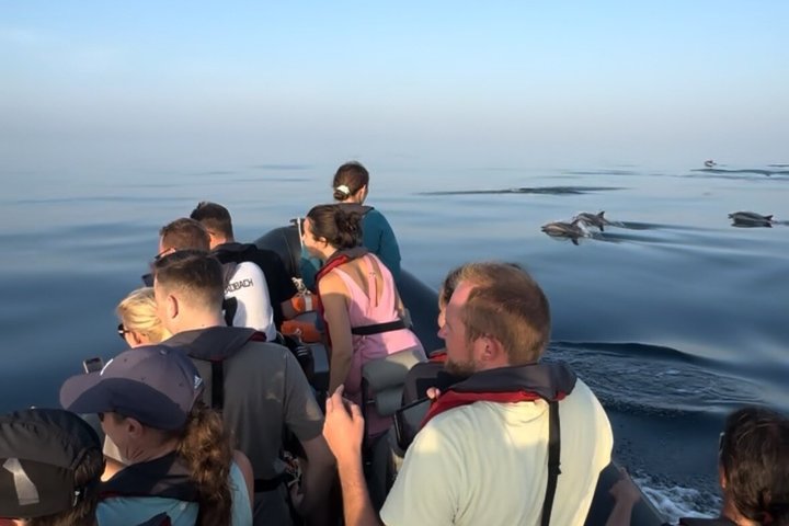 Small Group Dolphin and Wildlife Watching Tour in Faro