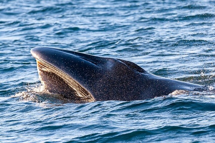 Small Group Dolphin and Wildlife Watching Tour in Faro