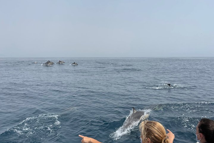 Small Group Dolphin and Wildlife Watching Tour in Faro