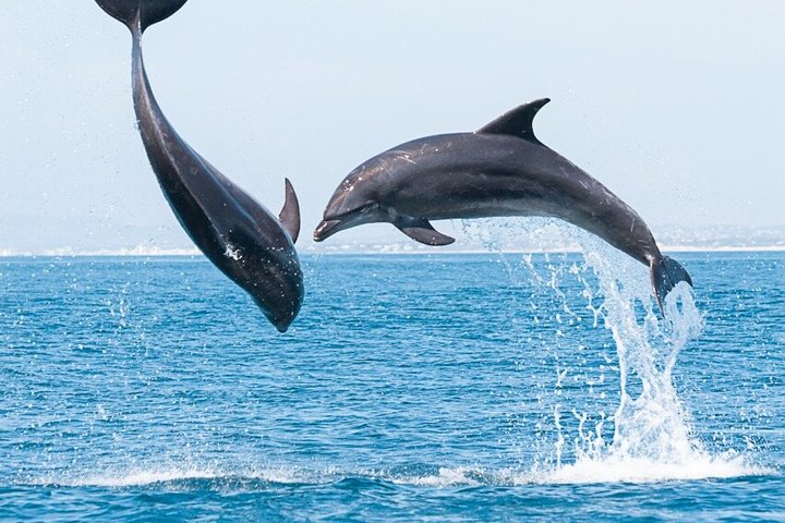 Small Group Dolphin and Wildlife Watching Tour in Faro