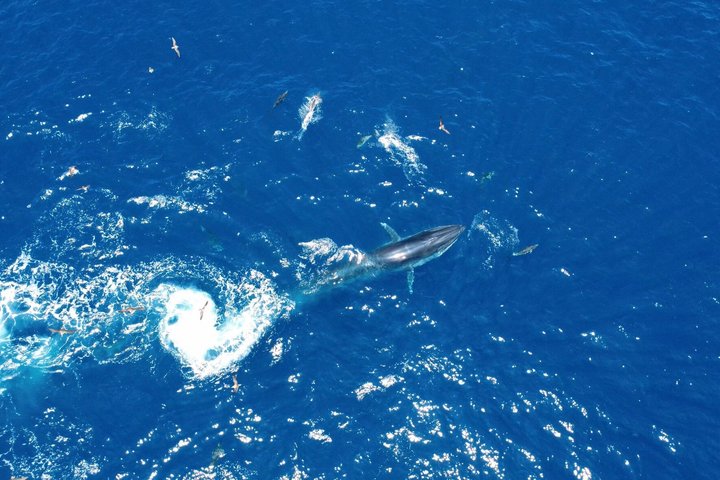 Small Group Dolphin and Wildlife Watching Tour in Faro