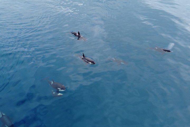 Small Group Dolphin and Wildlife Watching Tour in Faro