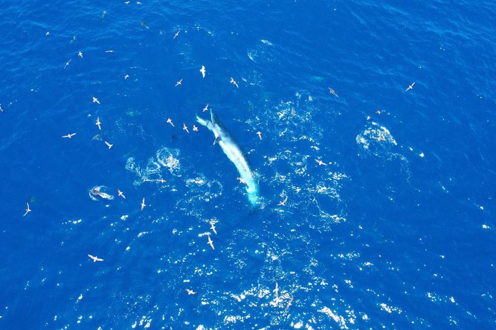 Small Group Dolphin and Wildlife Watching Tour in Faro