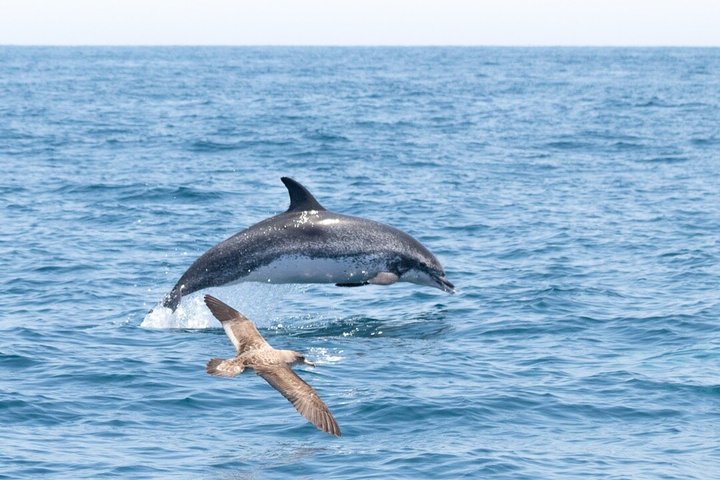 Small Group Dolphin and Wildlife Watching Tour in Faro