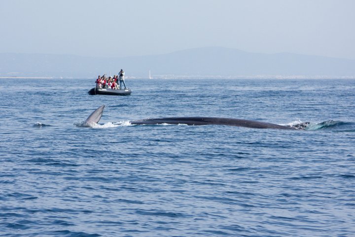Small Group Dolphin and Wildlife Watching Tour in Faro