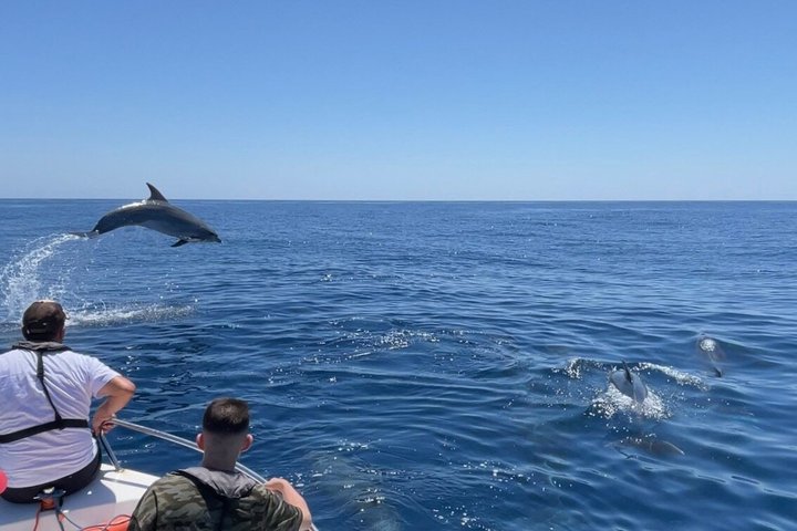 Small Group Dolphin and Wildlife Watching Tour in Faro