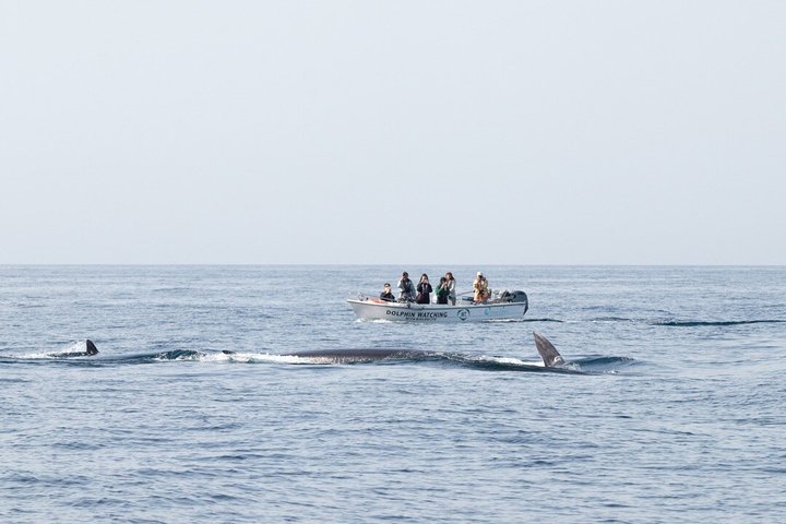 Small Group Dolphin and Wildlife Watching Tour in Faro