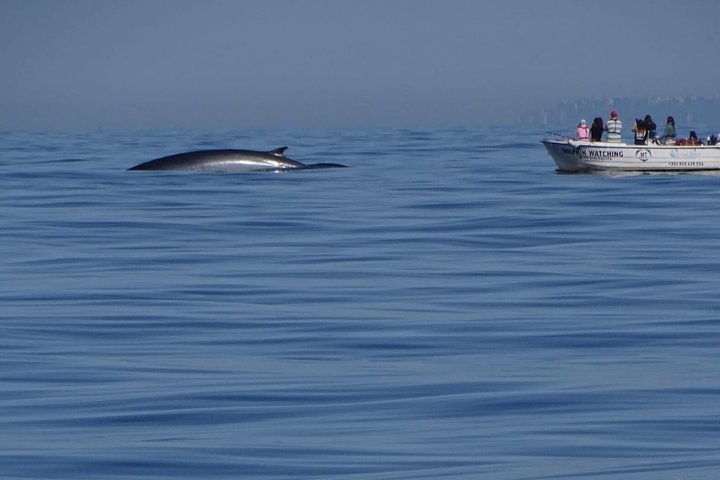 Small Group Dolphin and Wildlife Watching Tour in Faro