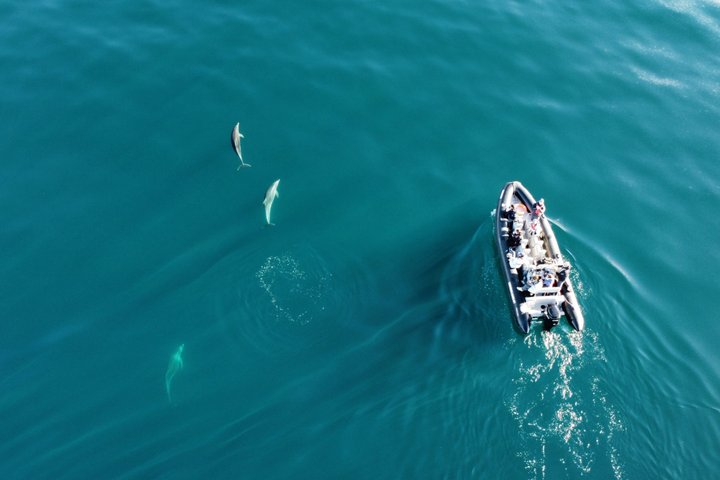 Small Group Dolphin and Wildlife Watching Tour in Faro