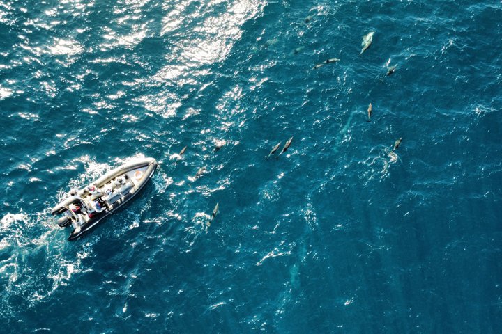 Small Group Dolphin and Wildlife Watching Tour in Faro
