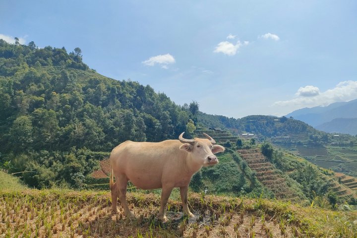 Half Day Private Trekking Mu Cang Chai_Morning or Afternoon