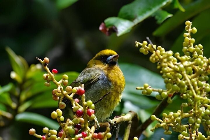 Monteverde Cloud Forest Hanging Bridges Guided Walk