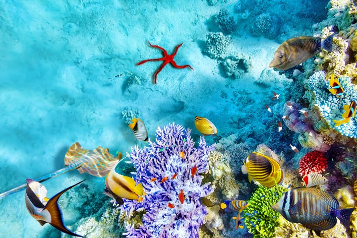 Sharm El Sheikh: Ras Mohammed Snorkeling & Top Sights