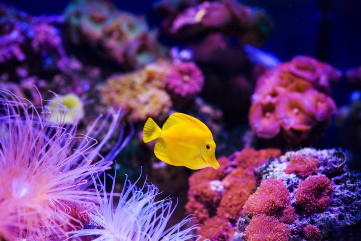 Sharm El Sheikh: Ras Mohammed Snorkeling & Top Sights