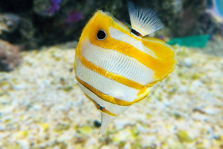 Sharm El Sheikh: Ras Mohammed Snorkeling & Top Sights