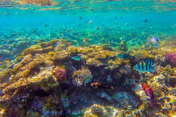 Sharm El Sheikh: Ras Mohammed Snorkeling & Top Sights