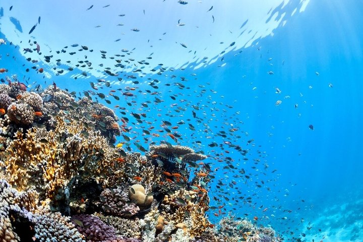 Sharm El Sheikh: Ras Mohammed Snorkeling & Top Sights