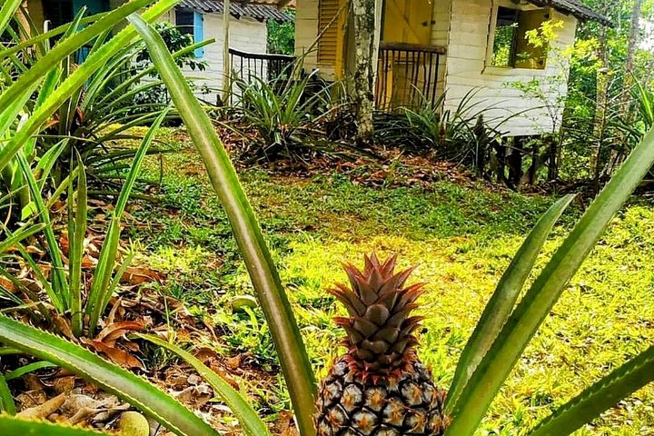 AMBER COVE-TAINO BAY Super Buggy Tour