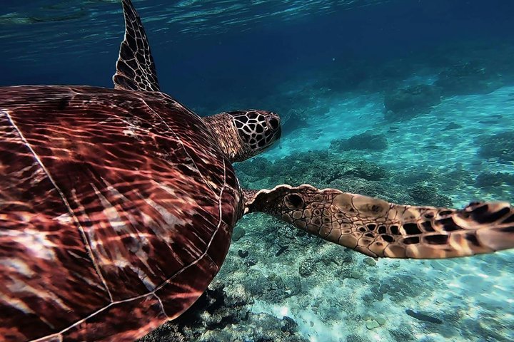 Apo Island Day Tour from Dumaguete with Lunch & Transfer