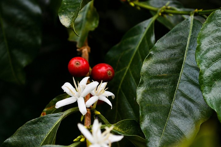 Coffee Tour at the Finca del Café