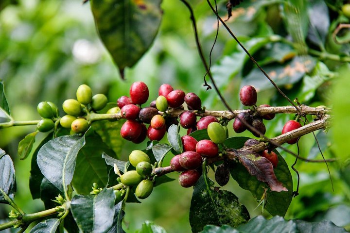 Coffee Tour at the Finca del Café