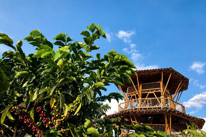 Coffee Tour at the Finca del Café